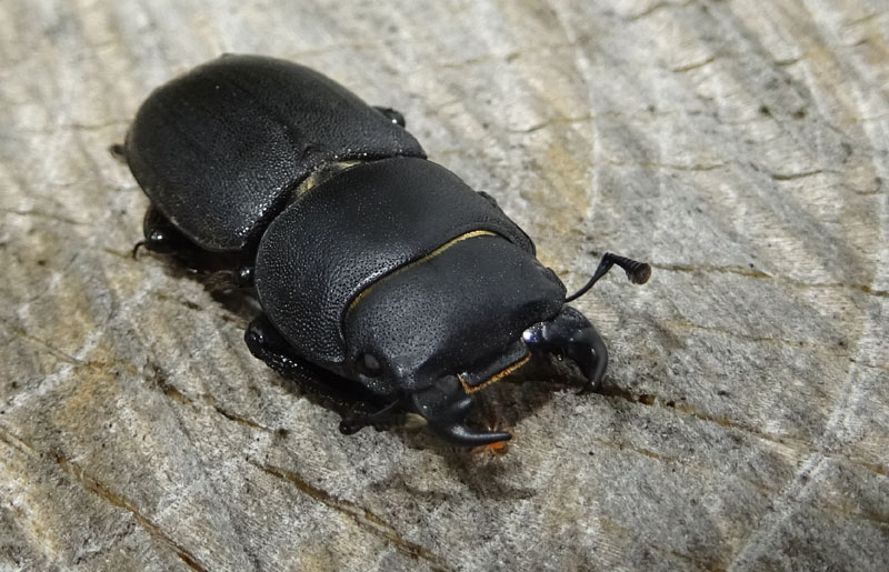 Dorcus parallelipipedus - Lucanidae